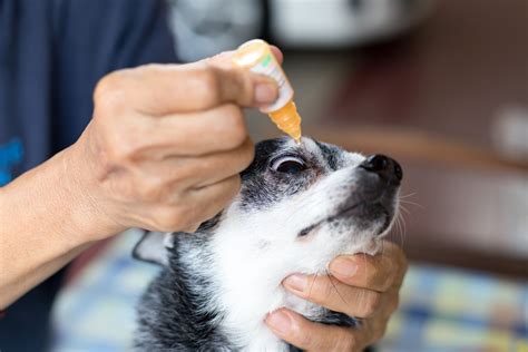 See Clearly! Tips on How to Properly Care for Your Dog's Eyes - A Guide to Ensuring Good Eye Health for Your Furry Friend